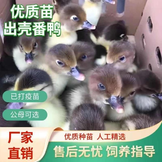 博爱县【推荐诚信商家】番鸭苗包运输成活 厂家直销货到满意付款