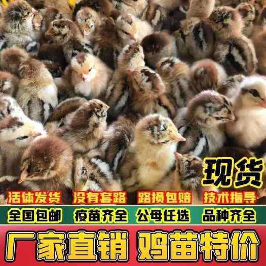 【推荐诚信商家】麻鸡苗包运输成活 厂家直销货到满意付款