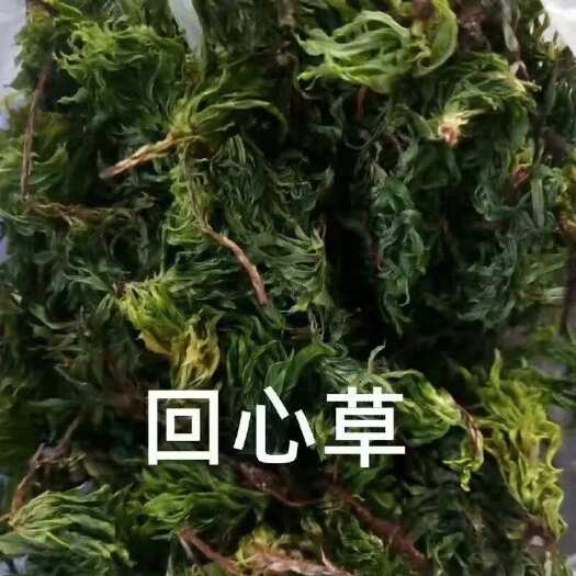 云南回心草中药材茴心草大货批发产地云南回心草批发回心草