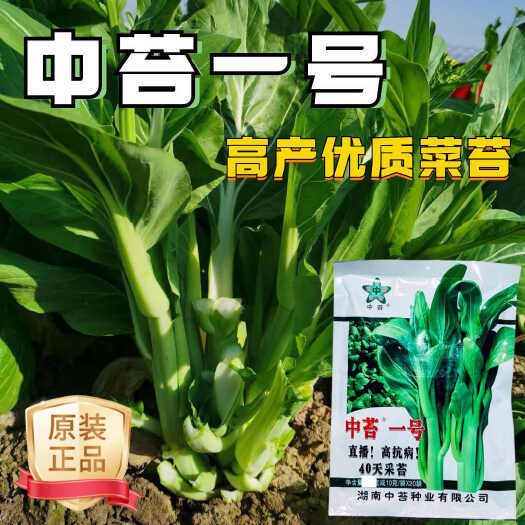 沭阳县中苔一号特早熟白菜苔种子高产抗热白菜苔菜心种籽侧苔多大田基地