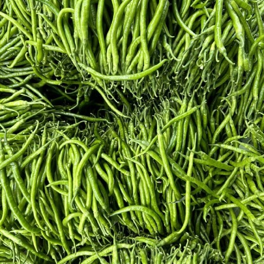 阜南县现摘新鲜青线椒二荆条中辣青椒8号线椒产地直发
