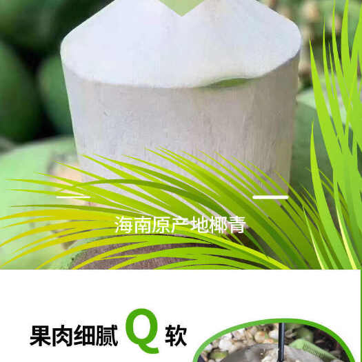 琼海市椰子