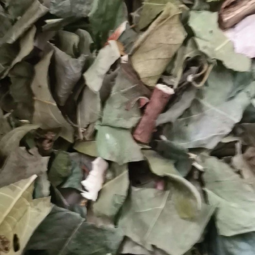 平乐县牛耳枫