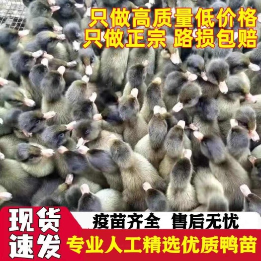 渭源县【推荐诚信商家】金锭鸭苗包运输成活 厂家直销货到满意付款