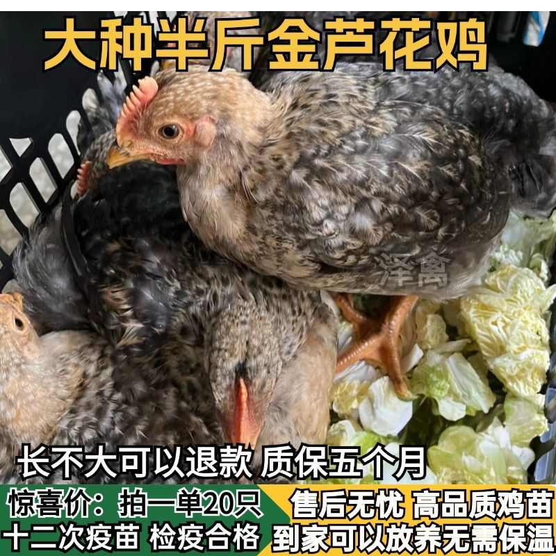 【推荐诚信商家】芦花鸡苗包运输成活 货到满意付款厂家直供