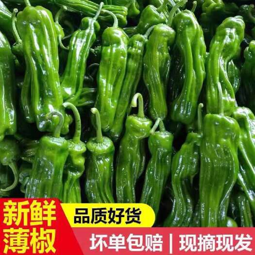 夏邑县新鲜薄皮椒  苏椒  301青泡椒 河南商丘直发