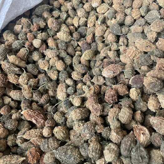云南野生小苦瓜中药材苦瓜干苦瓜个干苦瓜批发