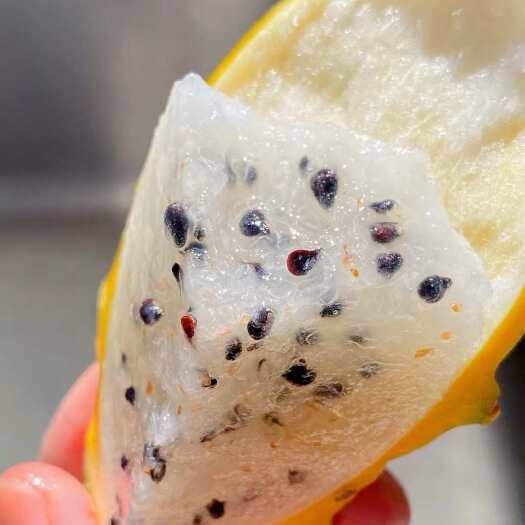 南宁燕窝果利润高