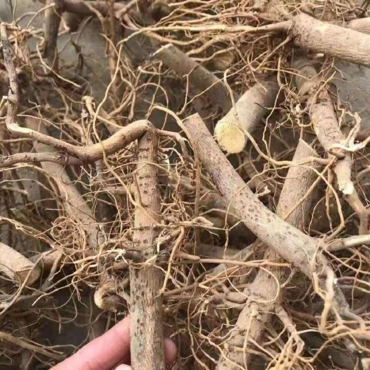 泰安优质棉花根干棉花根棉花干货优质棉花根干货道地