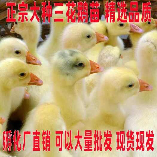 兴仁市【推荐诚信商家】三花鹅苗包运输成活 厂家直销货到满意付款