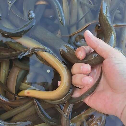 昆明云南黄鳝