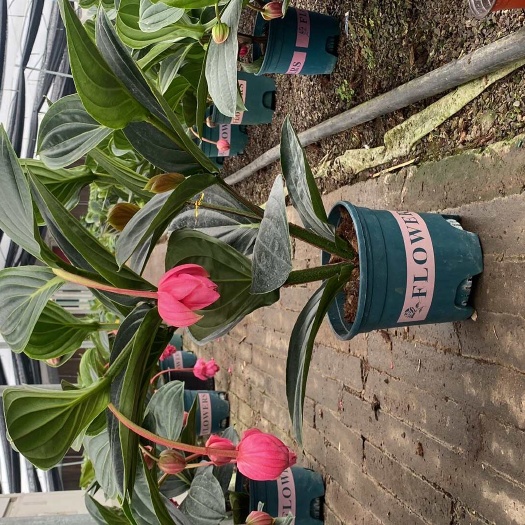 青州市荷兰宝莲灯盆栽自己家养植基地，基地整箱批发