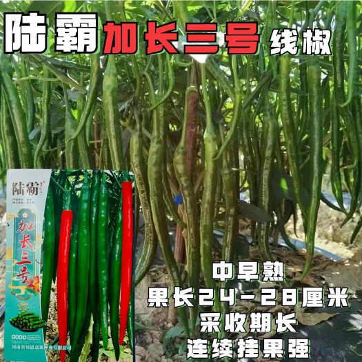 沭阳县陆霸加长三号线椒种子中早熟节节有果抗病高产线椒辣椒种籽基地种