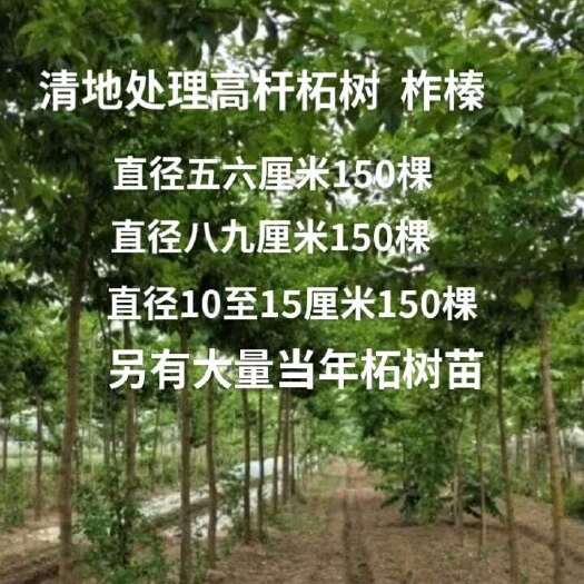 沛县清地处理高杆柘树 柞榛树