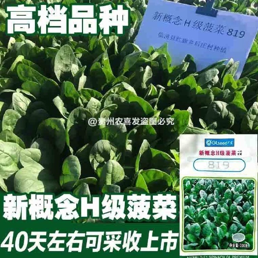 凯里市新概念黑叶菠菜种子耐寒耐热耐抽薹抗基地种植高档早熟菠菜种子