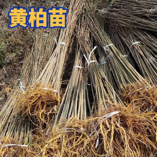 苍溪县四川黄柏树苗厚皮黄柏荒地种植中药材树现挖现发保证成活保鲜