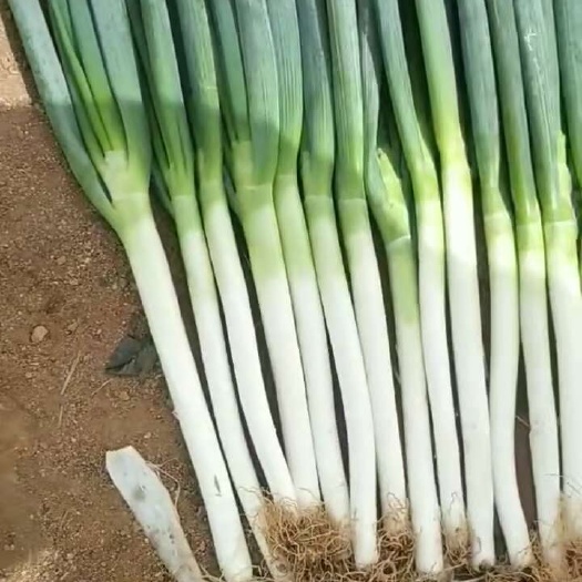 张掖铁杆大葱