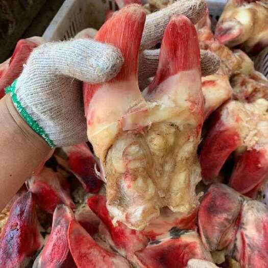 ￼国产新鲜，牛蹄  大小可选，牛脚掌 牛脚蹄去毛去壳