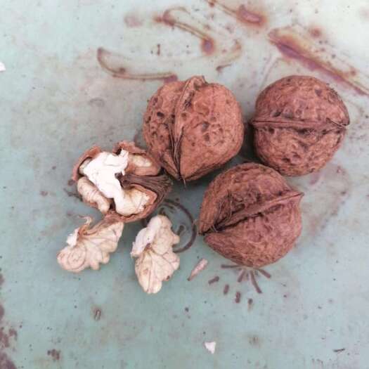永胜县鲜核桃