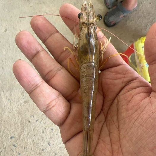 北海自家养殖厂大虾