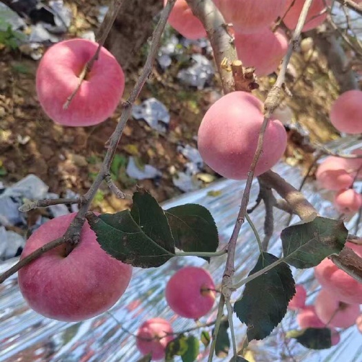 卢龙县秦皇岛市卢龙县苹果批发基地，出售寒富苹果。