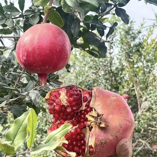 皮山县皮亚曼甜石榴