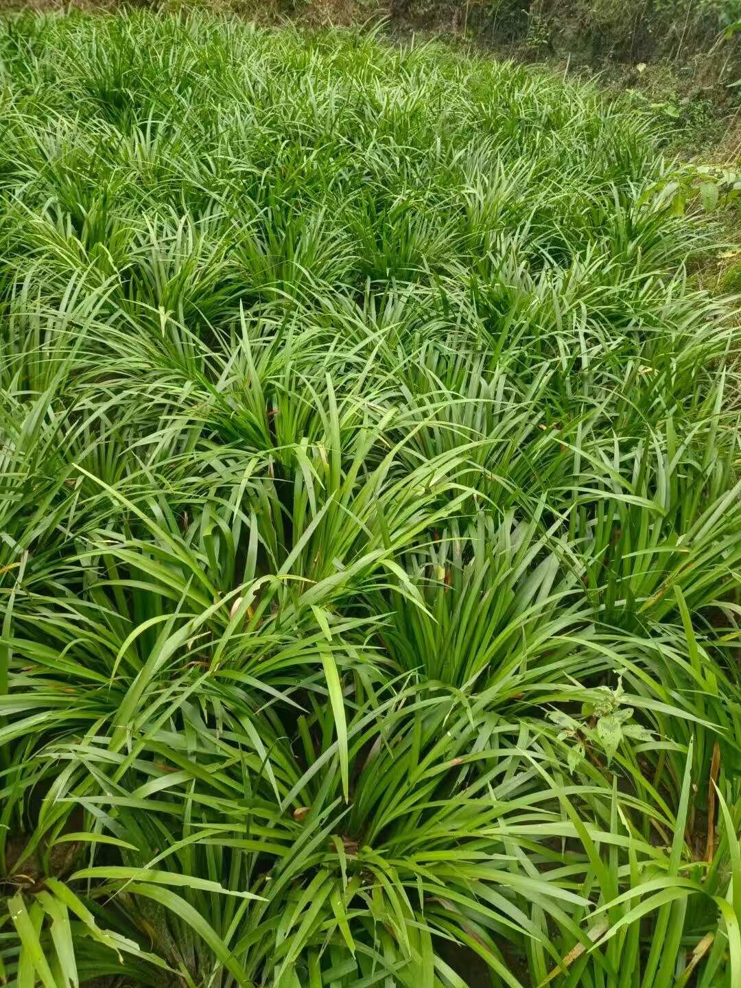 石菖蒲种植驯化苗大量上市，也是好种植时期，想要种植的赶紧了