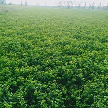 察布查尔新疆伊犁优质苜蓿草饲料