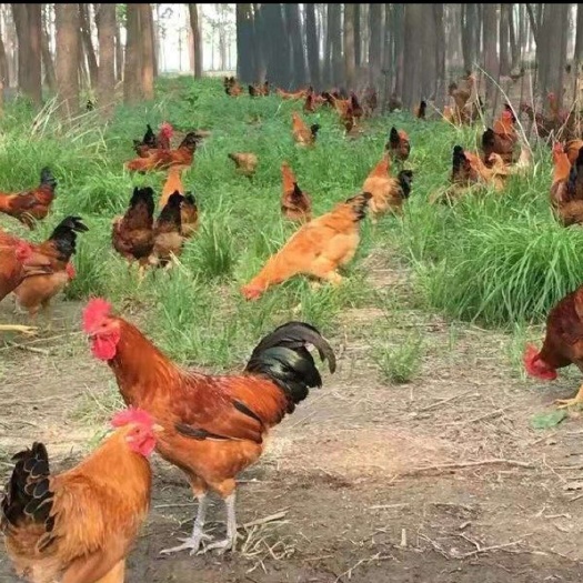 灵璧县青脚小土鸡  公母混合苗，包打出壳疫苗，质量头壳苗保质保量