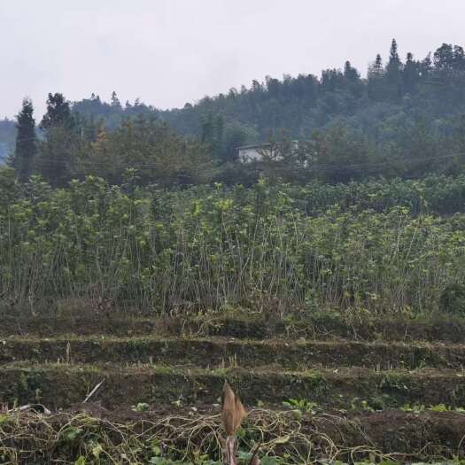 长宁县桑枝
