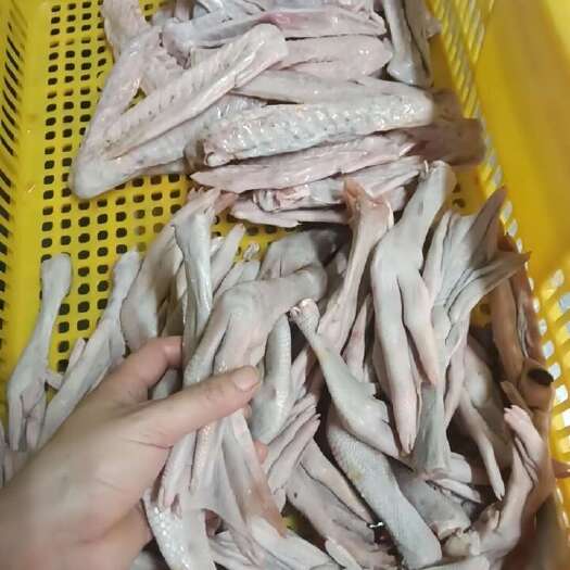 深圳鹅掌翅
