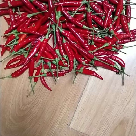 鄂托克旗小米椒