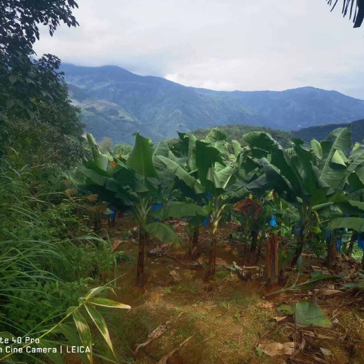金平县云南香蕉，产地直发，价格优惠，质量保证，欢迎大哥实地考察