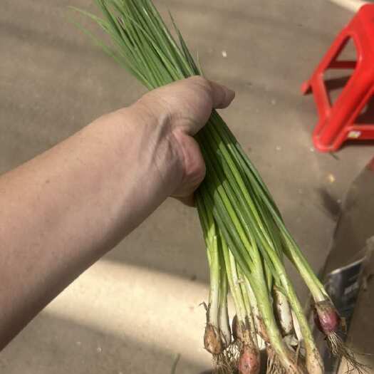 厦门香葱