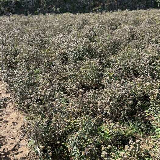 长沙苍术