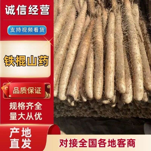 宁夏银川沙地白玉,紫药,铁棍,大量供应市场货,各种规格齐全