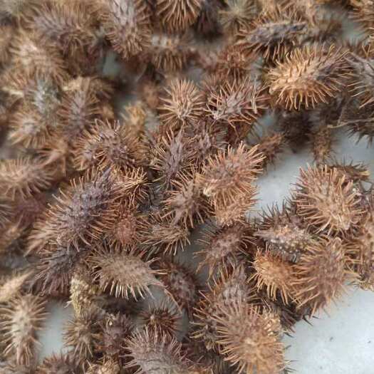 永城市中药材～苍耳子  带刺毛苍子苍胡子   实拍图片～