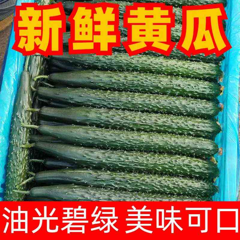 聊城大棚黄瓜已大量上市中，大条，小条瓜，对接各大商超，市场，
