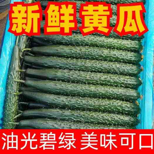 聊城聊城大棚黄瓜已大量上市中，大条，小条瓜，对接各大商超，市场，