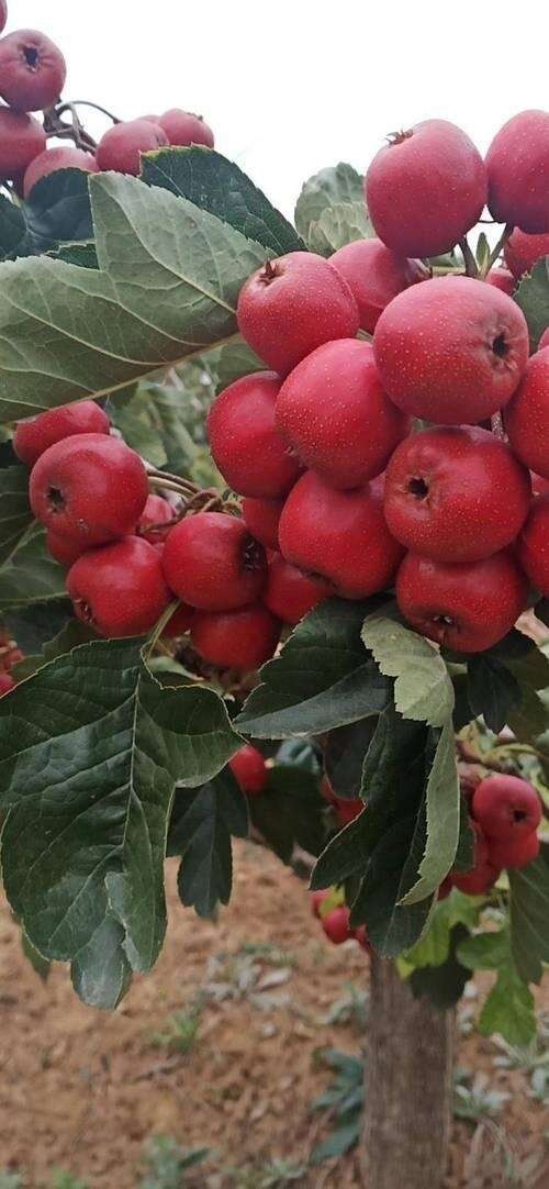 枣庄歪把红山楂，颜色好，口感好常年供应