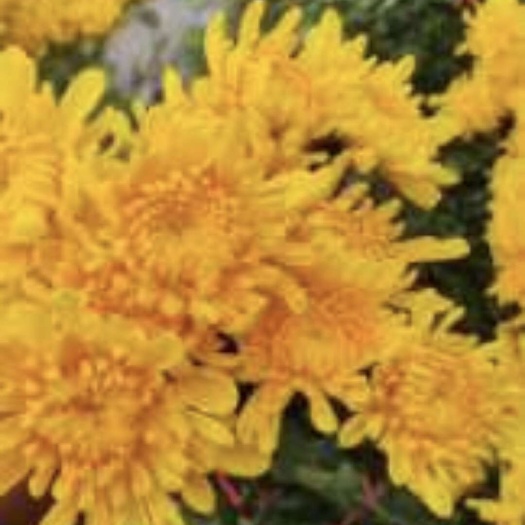 东海县黄白菊