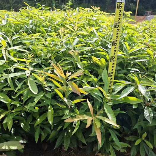 广州供应木荷木苗高度20-130厘米