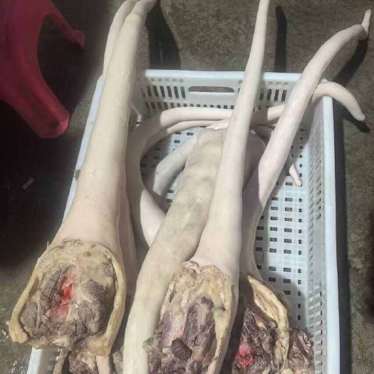汕頭牛尾 精修牛尾 當天宰殺 速凍鮮活 熬湯、火鍋、紅燒均可