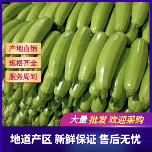 东海县（实力)精品西葫芦 江苏连云港 品质保证 价格便宜
