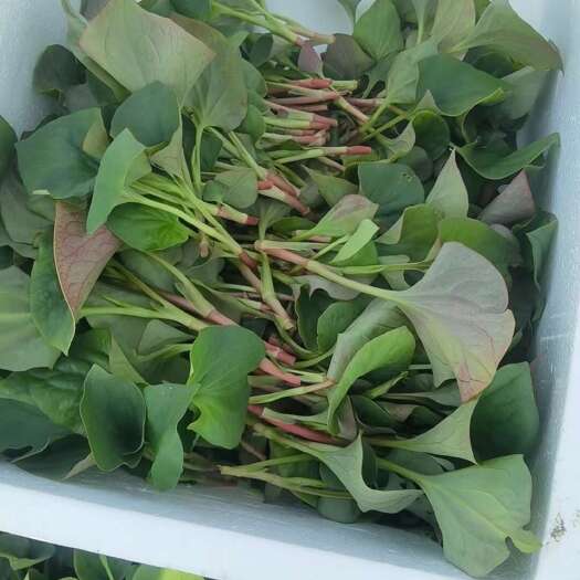 潜江市湖北地区，现有大量鱼腥草嫩叶待售，品质优良，鲜嫩可口