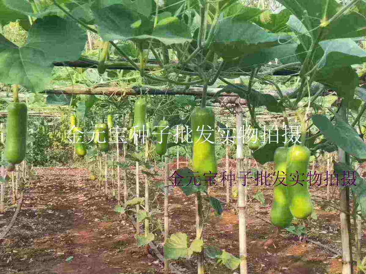 中田金品雄高短瓠瓠瓜种子，100粒