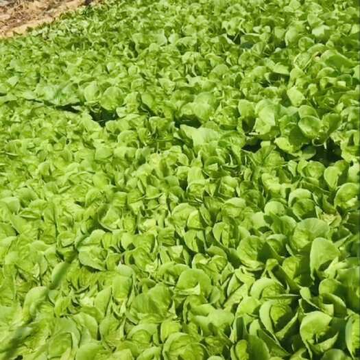 南阳奶白菜