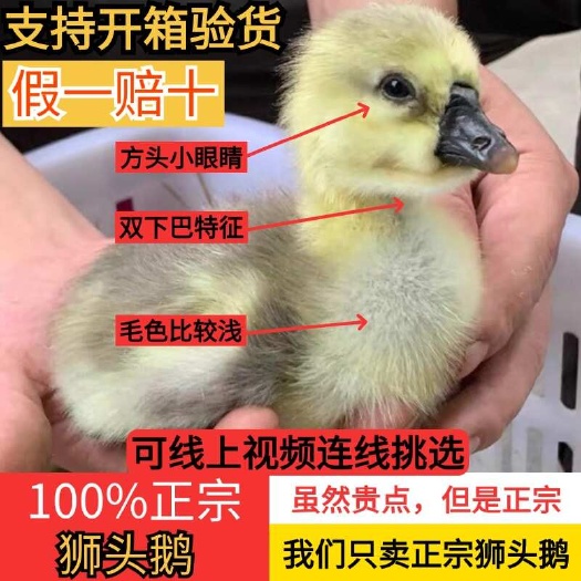 汕头潮汕狮头鹅鹅苗狮子头鹅苗产地直发顺丰包邮包路损鹅活体幼苗