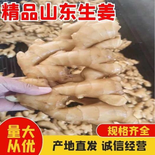 泰安新鲜水洗生姜 山东省泰安市岱岳区发货 农田直达 品质保证