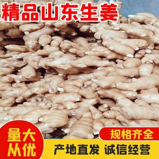 山东精品生姜大黄姜 产地直发 量大从优
